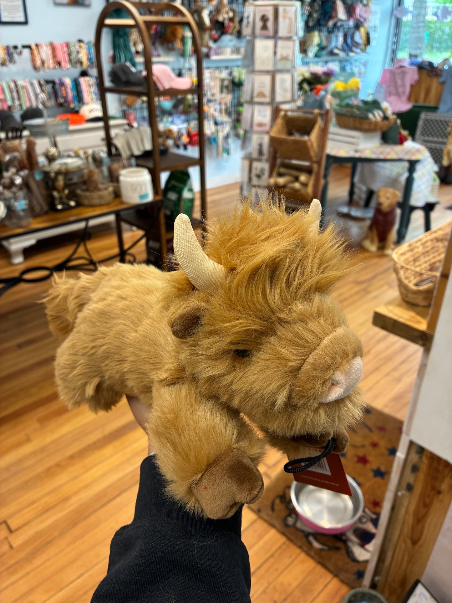 Shaggy The Highland Cow