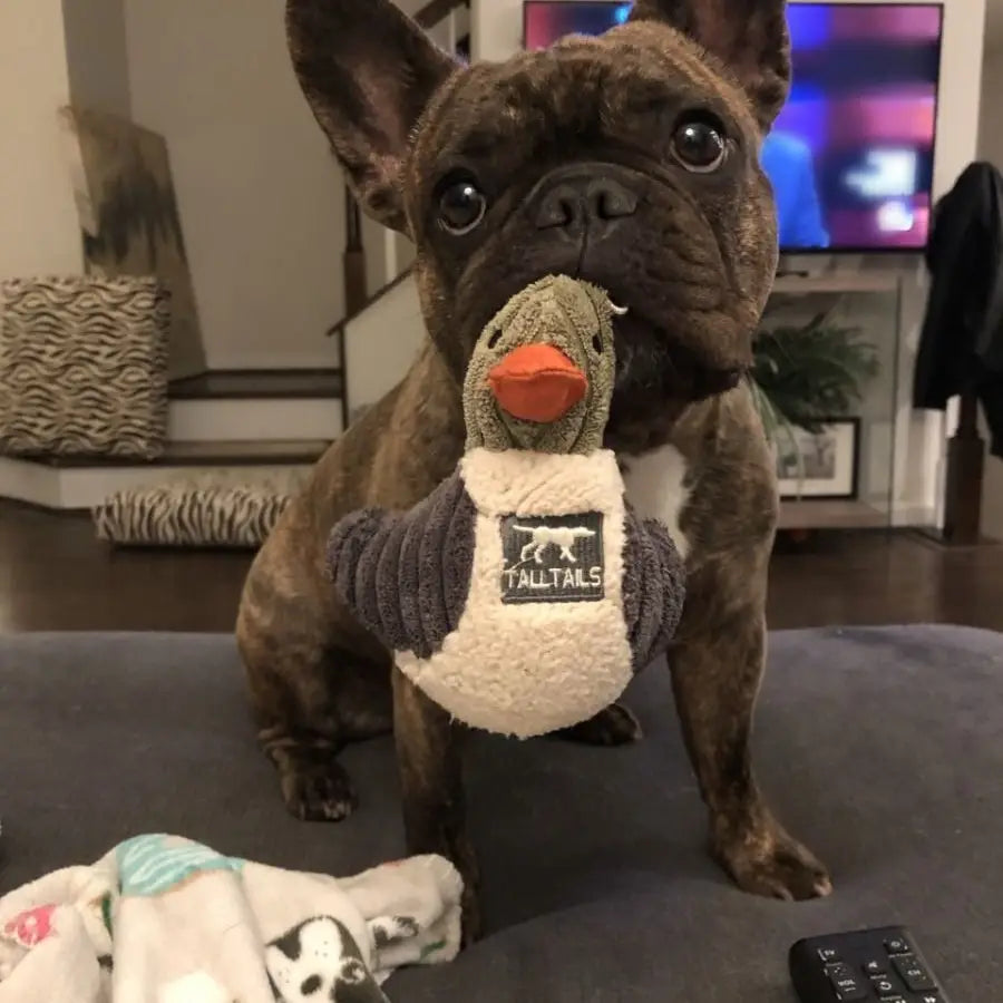 Tall Tails Plush Duckling Squeaker Toy - 5"