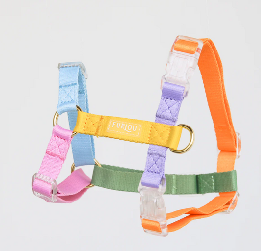 Rainbow - Dog Harness